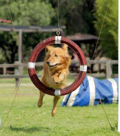 zoologico-perros-teotihuacan