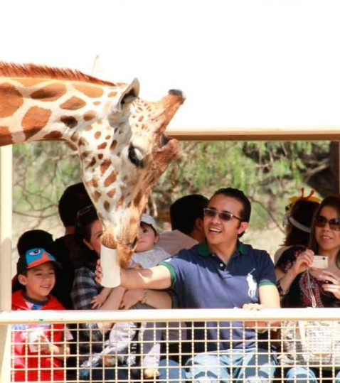 zoologico-reino-animal-teotihuacan