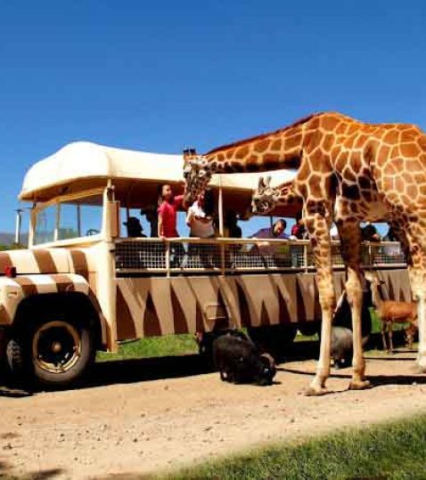 zoologico2-reino-animal-teotihuacan